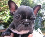 �t�����`�E�u���h�b�N�̓����̃y�[�W�ł�